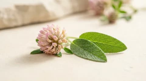 A red clover blossom beside fresh sage leaves