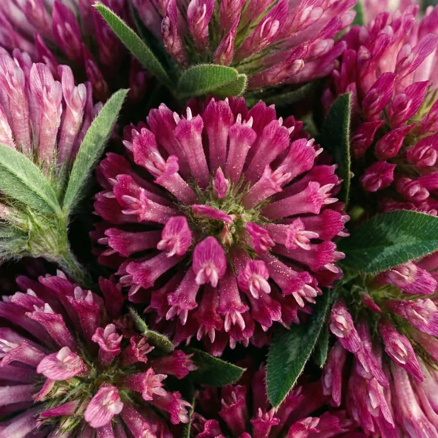 Red clover flowers