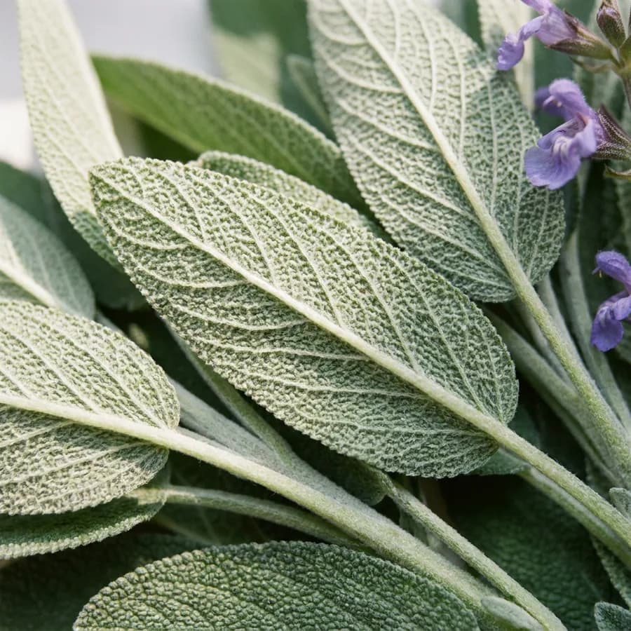 Fresh sage leaves