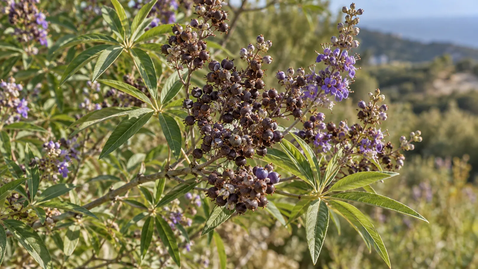 Racimos de frutos maduros de sauzgatillo y hojas palmadas estrechas en una rama al sol.