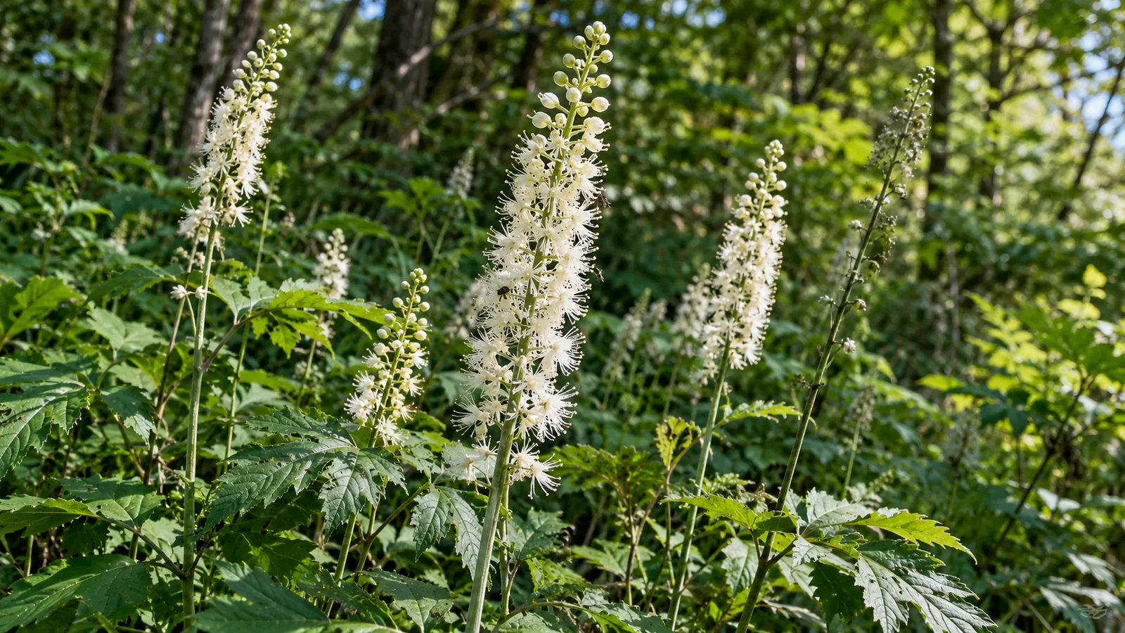 White black cohosh flower spikes growing among green foliage at a woodland edge.