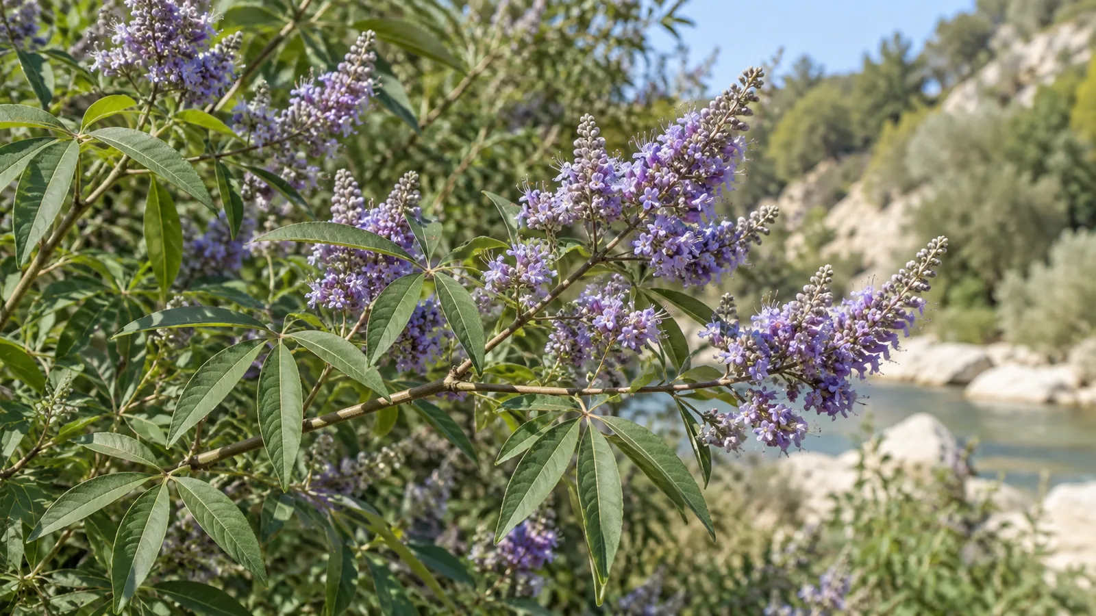 Purple chasteberry flower spikes and narrow leaves growing on a sunlit branch.