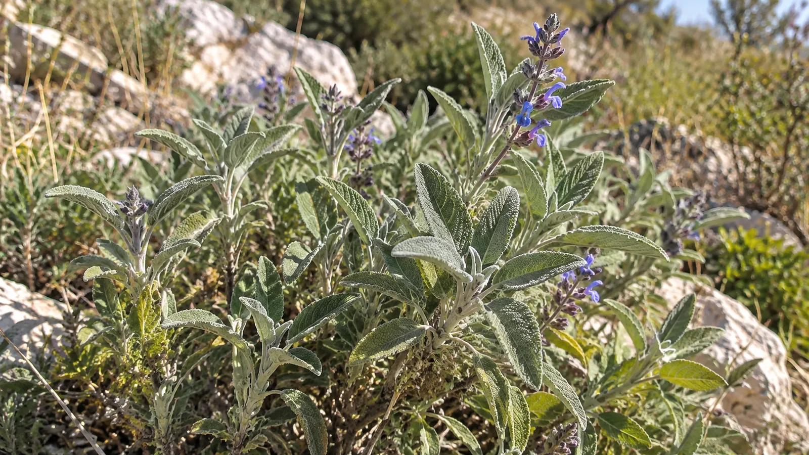 Silvery green sage leaves and violet flowers growing among rocks outdoors.