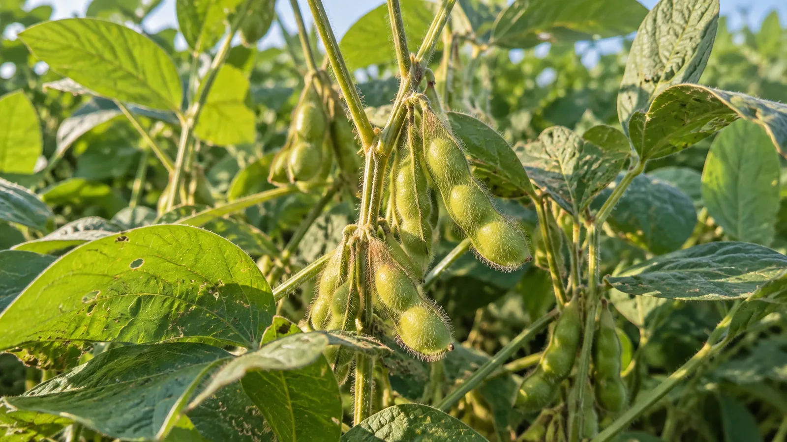Fuzzy green soybean pods growing on stems among trifoliate leaves.