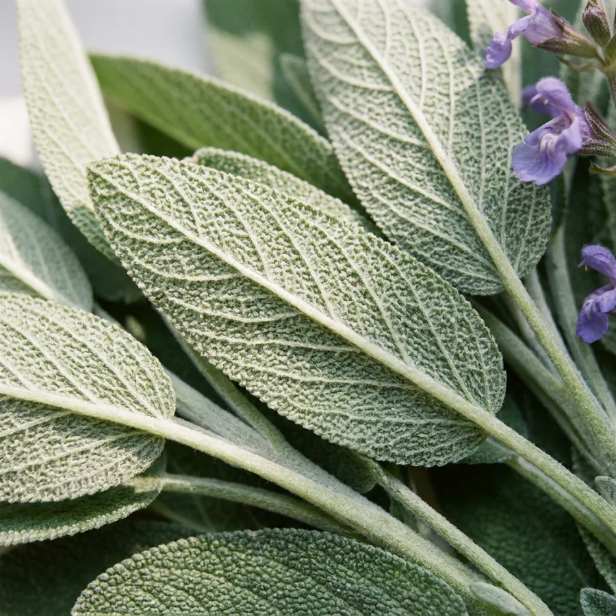 Fresh sage leaves.